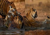 Ranthambore’s tigress Riddhi enjoys ‘pool party day’ with her cubs, video goes viral