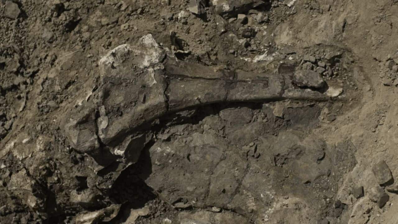A Pachyrhinosaur hip bone is among thousands of fossils found in the creek. (Image: Kevin Church/BBC News)