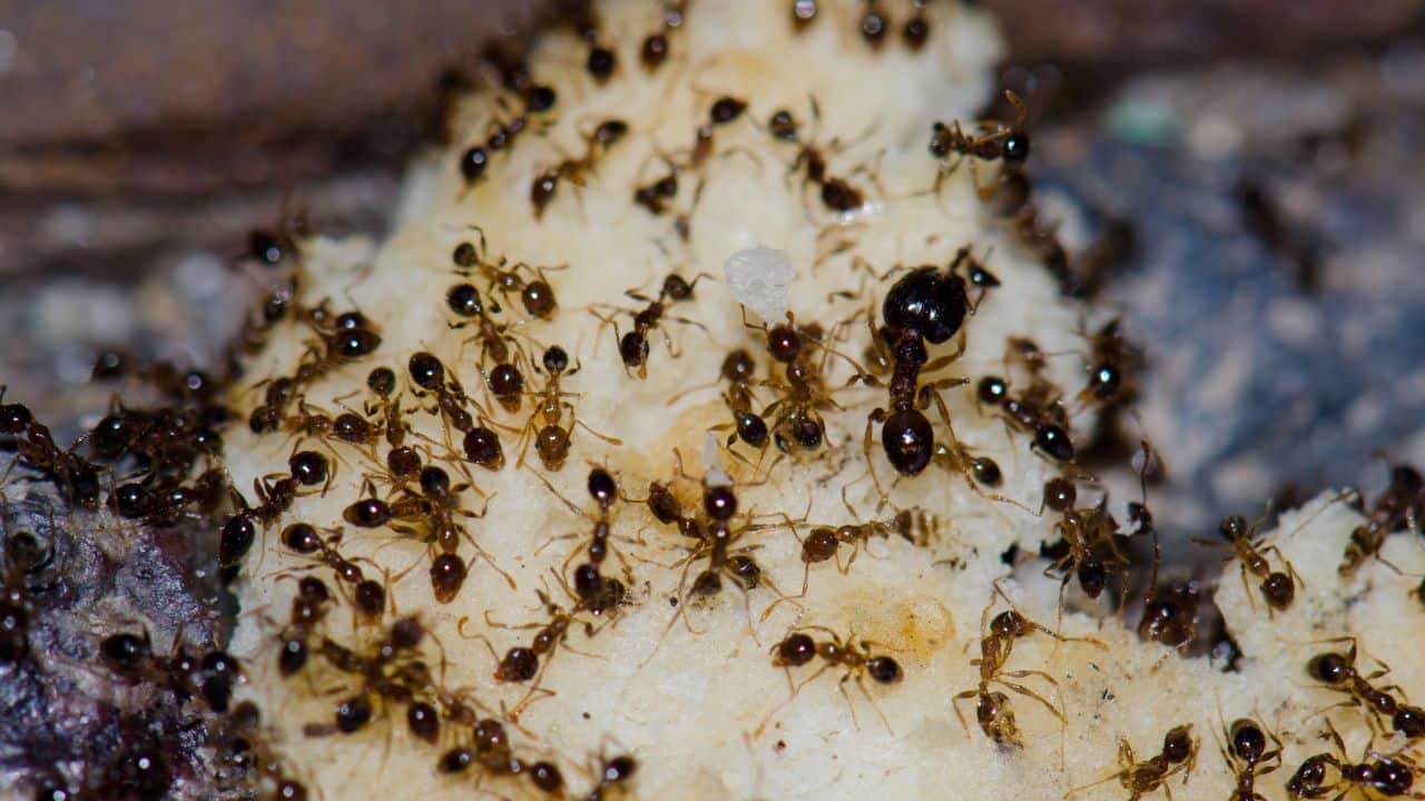 What happens if ants are given caffeine? Scientists performed the experiment, and here’s what happened