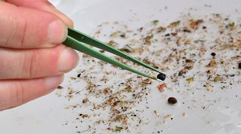 A researcher of the CNRS inspects pieces of microplastic collected from the River Rhone in Arles, southern France on April 10, 2025. On the almost crystal-clear Rhône, the inflatable boat cuts through the morning mist. On board, CNRS scientists and volunteers are tirelessly casting and removing two floating nets. They want to understand how microplastics scattered in the river's pollution interact with living organisms. For an entire day, AFP followed the scientific team on the Rhone, which is financially supported by the Kresk 4 Oceans endowment fund and accompanied by the NGO "Expedition 7th Continent", named after the oceanic accumulation of plastic. (Photo by Christophe SIMON / AFP)