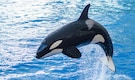 Top 10 Largest Dolphin Species in the World Top 10 Largest Dolphin Species in the World