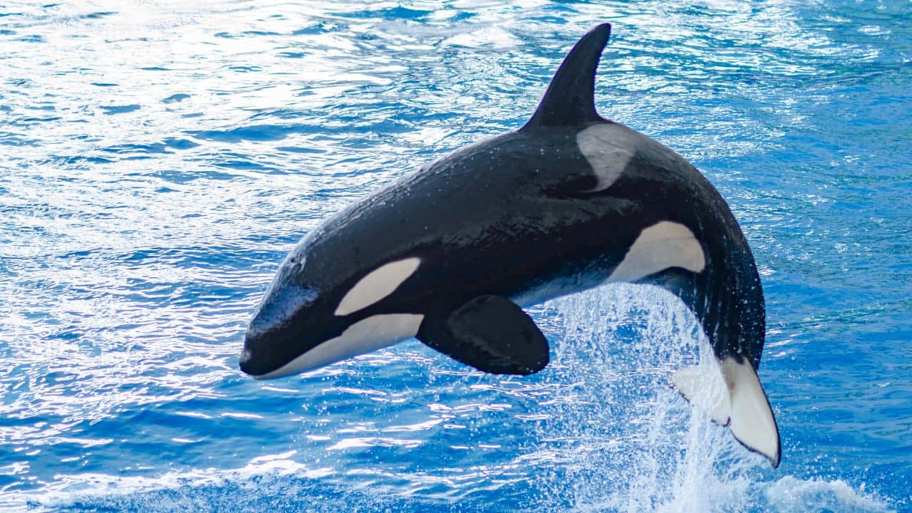 Top 10 Largest Dolphin Species in the World