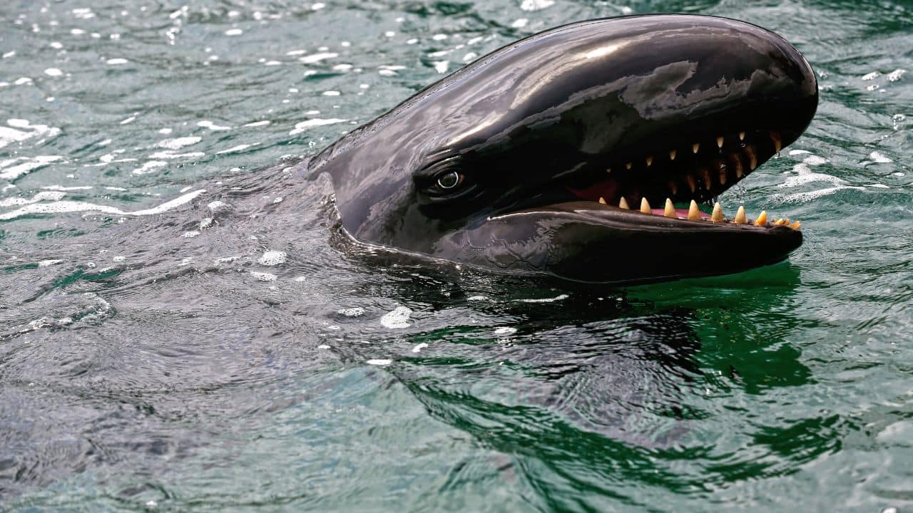 False Killer Whale: Elegant black dolphin up to 20 feet in length. Although called the False Killer Whale, it's not closely associated with orcas. (Image: Canva) False Killer Whale: Elegant black dolphin up to 20 feet in length. Although called the False Killer Whale, it's not closely associated with orcas. (Image: Canva)
