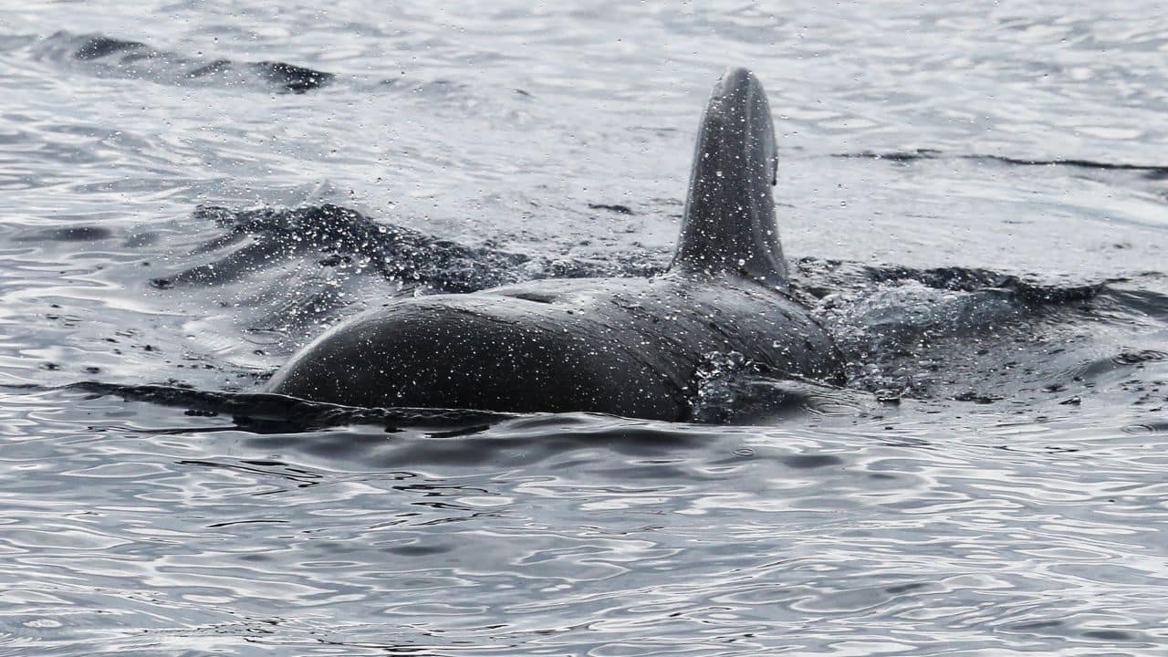 Pilot Whale (Short-Finned): A little shorter than the long-finned relatives, short-finned pilot whales grow to 18 feet and inhabit warmer oceans. (Image: Canva) Pilot Whale (Short-Finned): A little shorter than the long-finned relatives, short-finned pilot whales grow to 18 feet and inhabit warmer oceans. (Image: Canva)