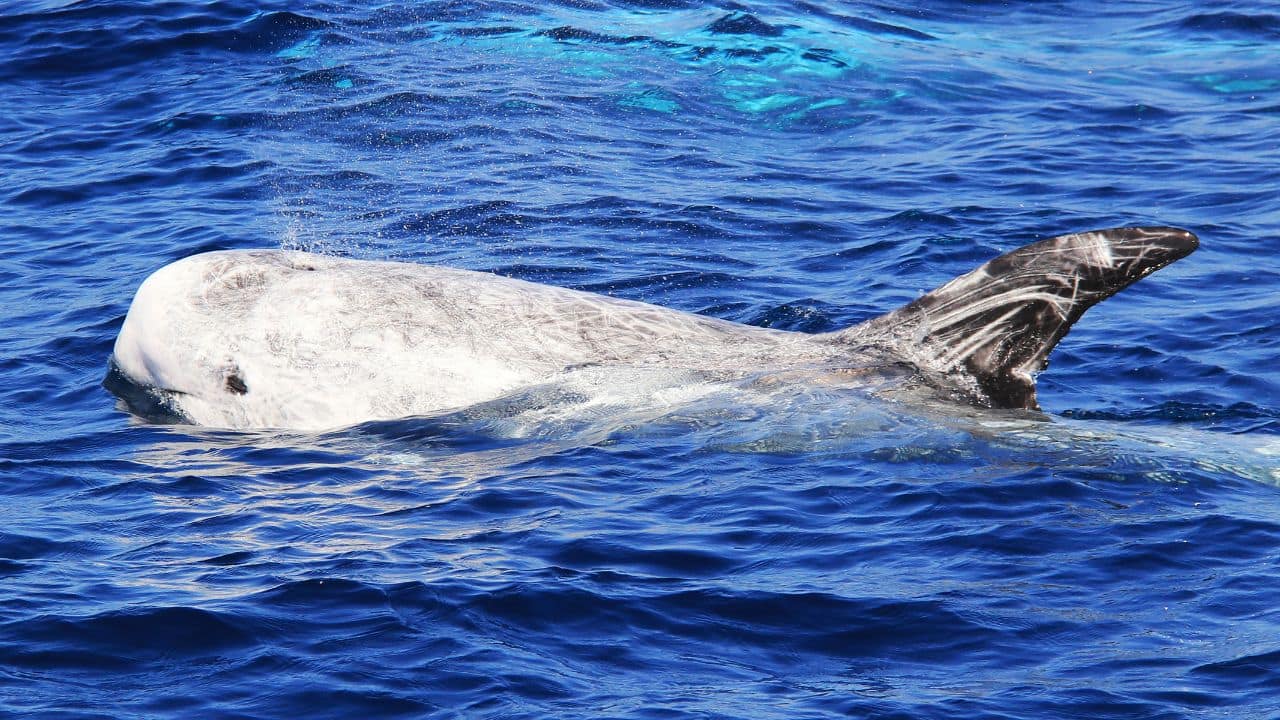 Risso's Dolphin: Highly distinguishable due to their scarred appearance, Risso's dolphins grow to 13 feet and prefer deep offshore waters. (Image: Canva) Risso's Dolphin: Highly distinguishable due to their scarred appearance, Risso's dolphins grow to 13 feet and prefer deep offshore waters. (Image: Canva)