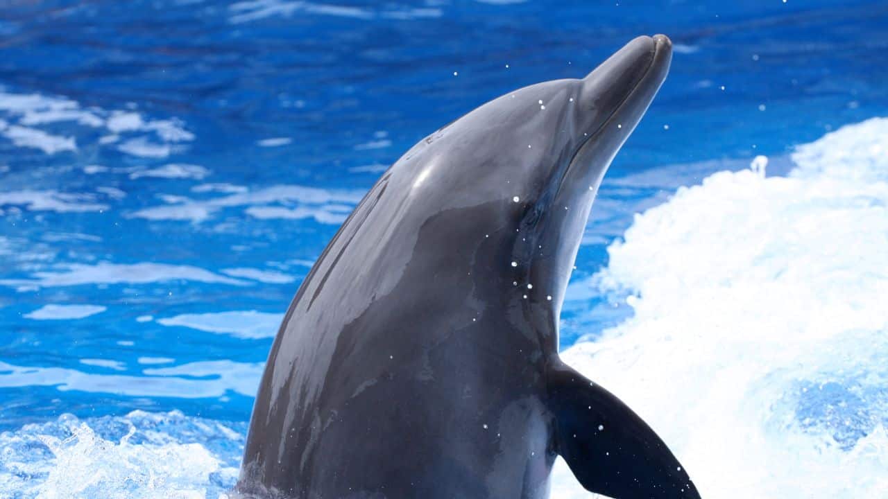 Indo-Pacific Bottlenose Dolphin: Bigger than the usual bottlenose, it attains a length of 10.5 feet and inhabits tropical and coastal waters. (Image: Canva) Indo-Pacific Bottlenose Dolphin: Bigger than the usual bottlenose, it attains a length of 10.5 feet and inhabits tropical and coastal waters. (Image: Canva)