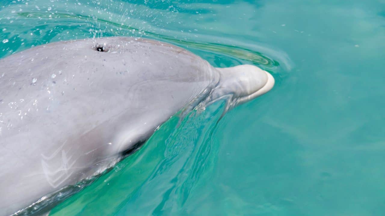 Bottlenose Dolphin: Possibly the most recognized dolphin species, it attains a length of 13 feet and is famous for its intelligence and friendly nature. (Image: Canva) Bottlenose Dolphin: Possibly the most recognized dolphin species, it attains a length of 13 feet and is famous for its intelligence and friendly nature. (Image: Canva)