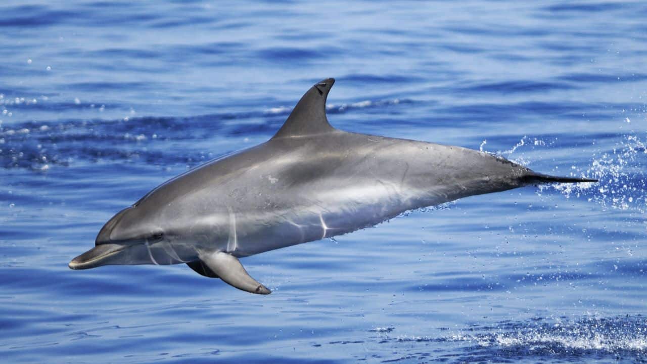 Atlantic Spotted Dolphin: Attaining a length of 7.5 feet, this dolphin is spotted and playful and inhabits warm waters of the Atlantic Ocean. (Image: Canva) Atlantic Spotted Dolphin: Attaining a length of 7.5 feet, this dolphin is spotted and playful and inhabits warm waters of the Atlantic Ocean. (Image: Canva)