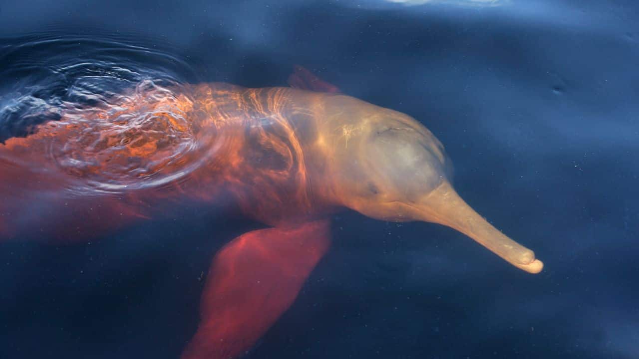 Amazon River Dolphin: Also referred to as the pink dolphin, it measures 8 feet and is found in freshwater rivers in South America. (Image: Canva) Amazon River Dolphin: Also referred to as the pink dolphin, it measures 8 feet and is found in freshwater rivers in South America. (Image: Canva)