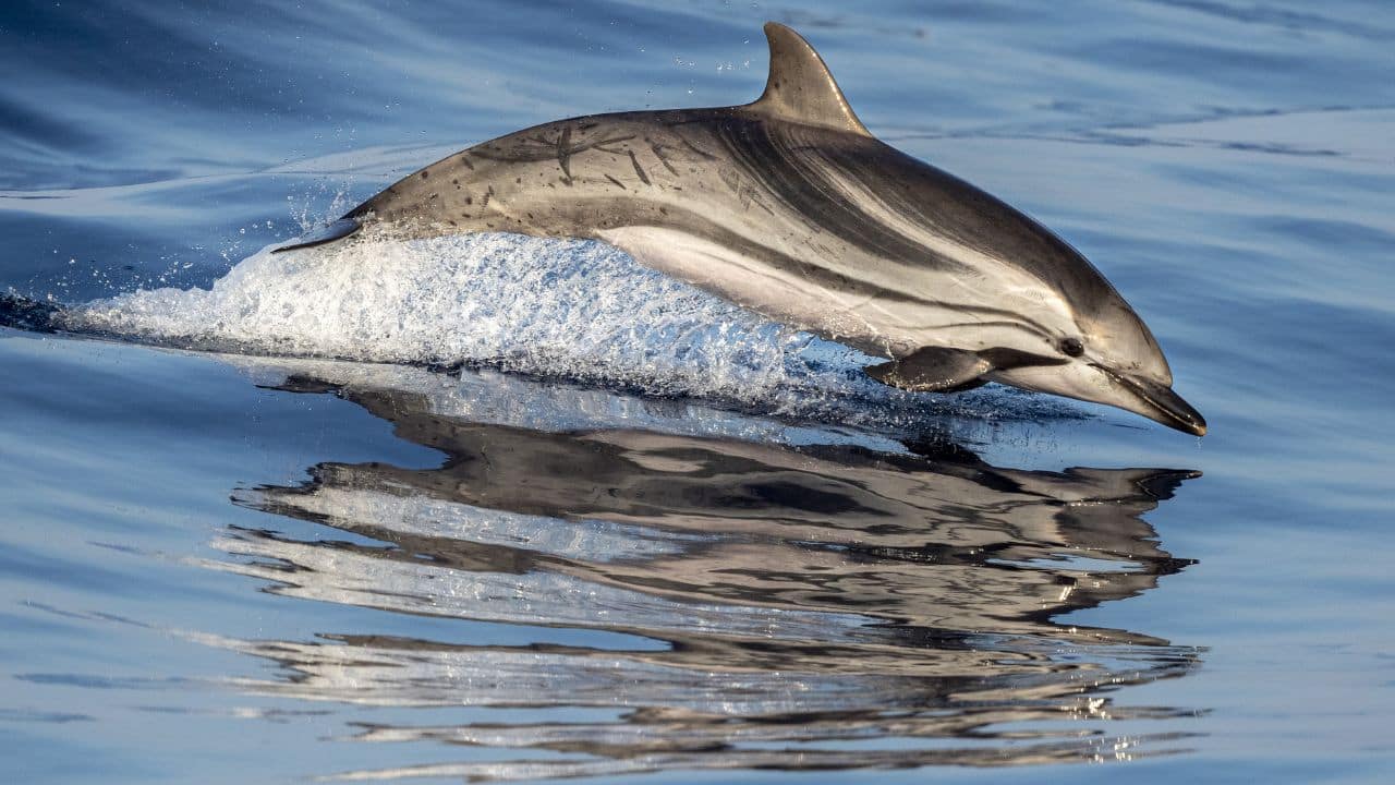 Striped Dolphin: Striped dolphins can grow up to 9 feet in length. They are swift swimmers that leap and splash close to the ocean surface. (Image: Canva) Striped Dolphin: Striped dolphins can grow up to 9 feet in length. They are swift swimmers that leap and splash close to the ocean surface. (Image: Canva)