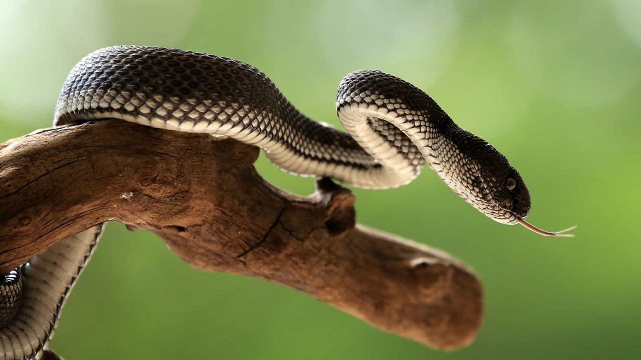 New, mysterious jet-black tree snake species discovered in Papua New Guinea
