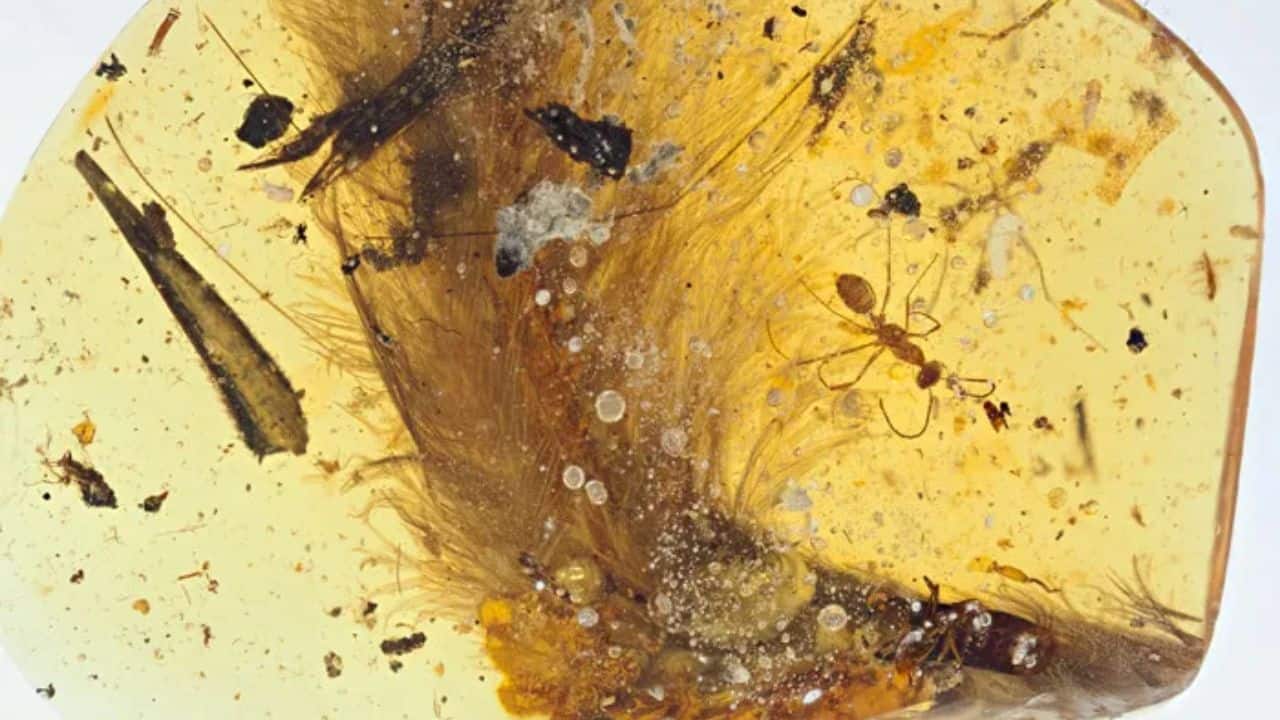 Rare 99-million-year-old dinosaur tail with feathers found preserved in amber