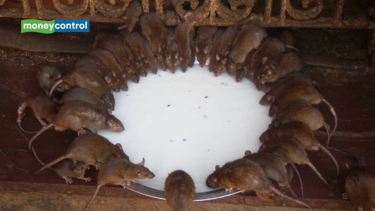 PM Modi at Karni Mata Temple: Why Rat-Prasad at Karni Mata Temple is Considered Sacred
