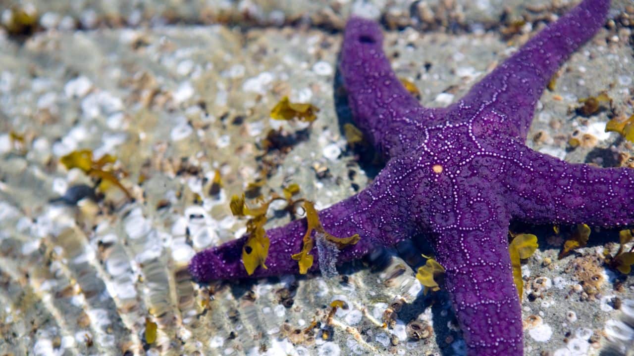 10 Stunning Purple Animals in Nature