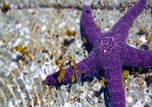 10 Stunning Purple Animals in Nature