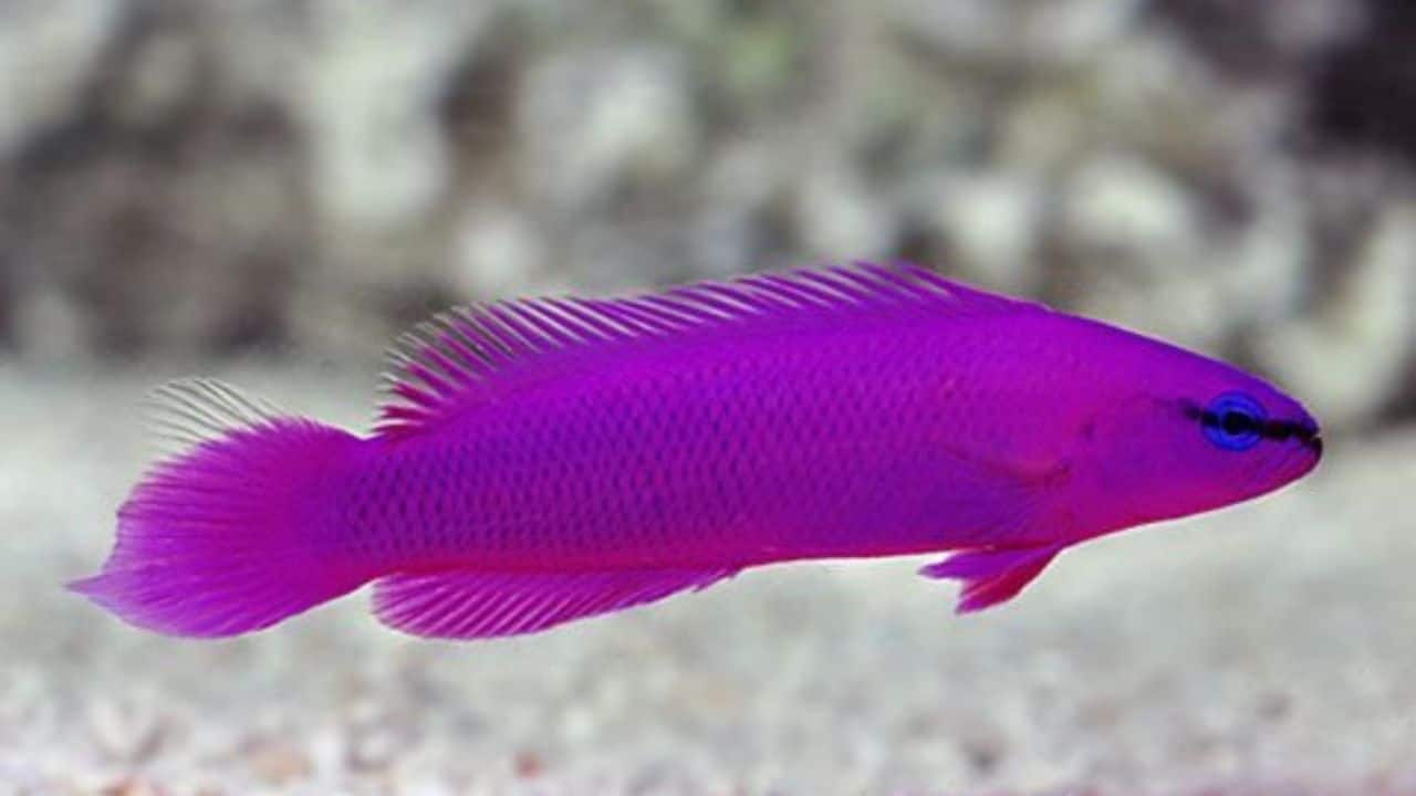 Orchid Dottyback: A diminutive reef fish with a deep purple body. It's bold, territorial, and an aquarium favourite. (Image: Canva)