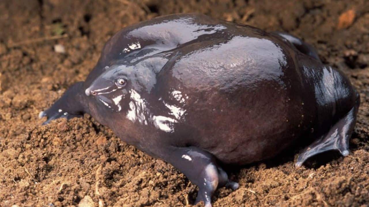 Indian Purple Frog: This underground-dwelling frog spends most of the year burrowed. It boasts a bloated body, pointed snout, and purple skin. (Image: Canva)