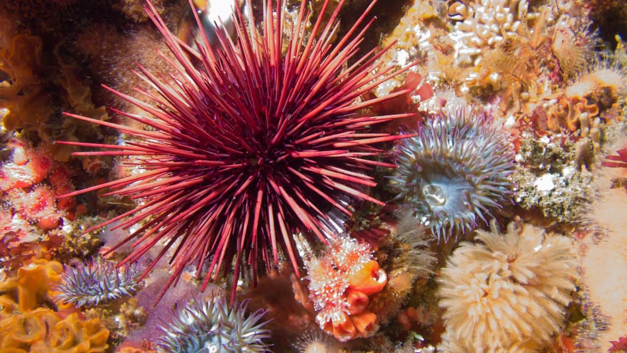  Purple Sea Urchin: Widespread along the Pacific Coast, this spiny animal maintains balance to kelp forest ecosystems through its grazing behavior. (Image: Canva)