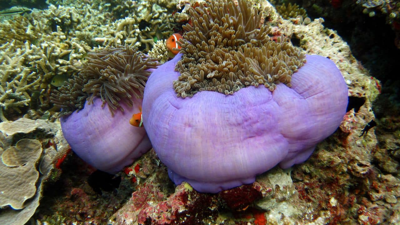 Splendid Sea Anemone: While color shifts, some have gorgeous purple tentacles that oscillate with ocean currents and provide a home for clownfish. (Image: Canva)