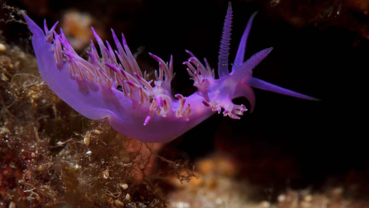 Purple Nudibranch: Otherwise known as sea slugs, these animals display vivid purple colors and protect themselves by means of toxins or vivid colors. (Image: Canva)