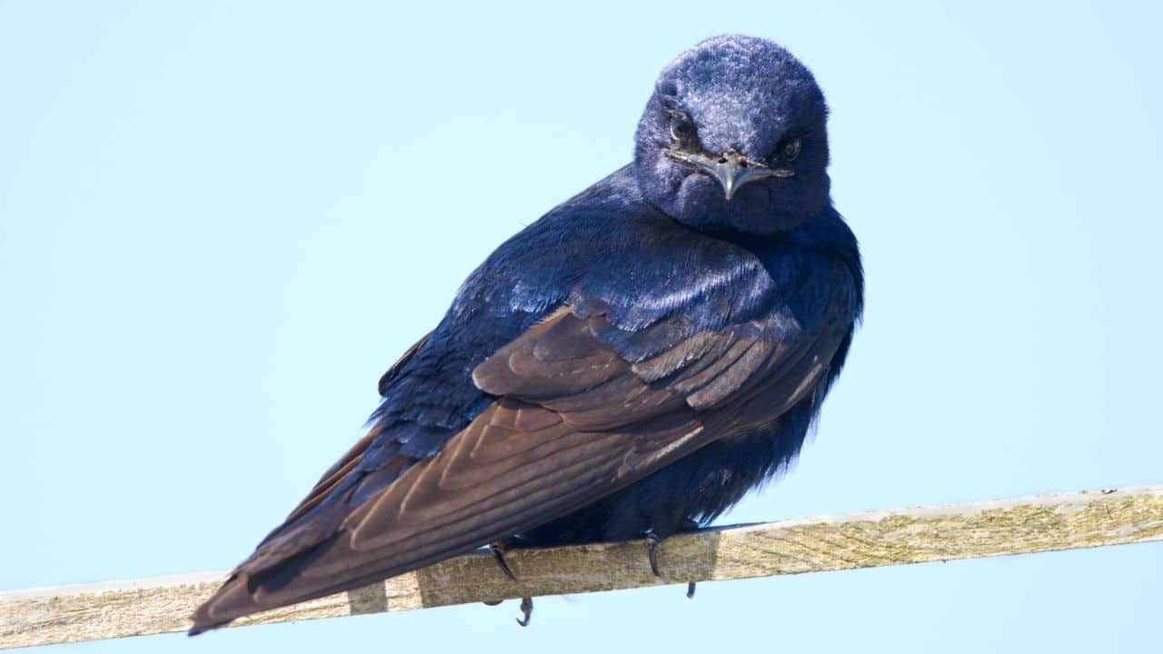 Purple Martin: North America's largest swallow, with a dark purple sheen on the male. Renowned for elegant flight and bug-catching abilities. (Image: Canva)