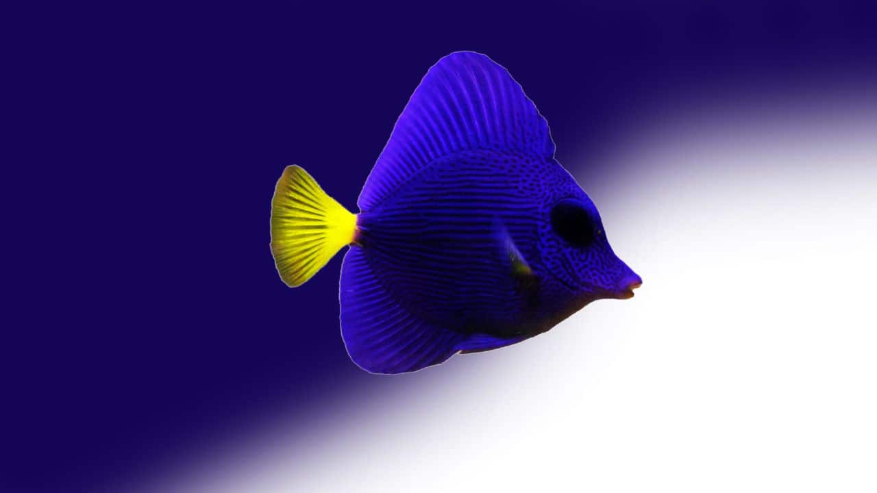 Purple Tang (Zebrasoma xanthurum): A bright reef fish with deep purple colouring and yellow tail. Red Sea habitat and popular among aquarists. (Image: Canva)