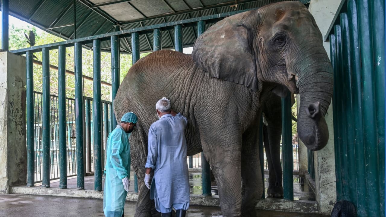 Dr Buddhika Bandara (L), a veterinary surgeon from Sri Lanka, examining Madhubala, an elephant who is diagnosed with tuberculosis, inside an enclosure at the Safari Park in Karachi. (Image credit: AFP)