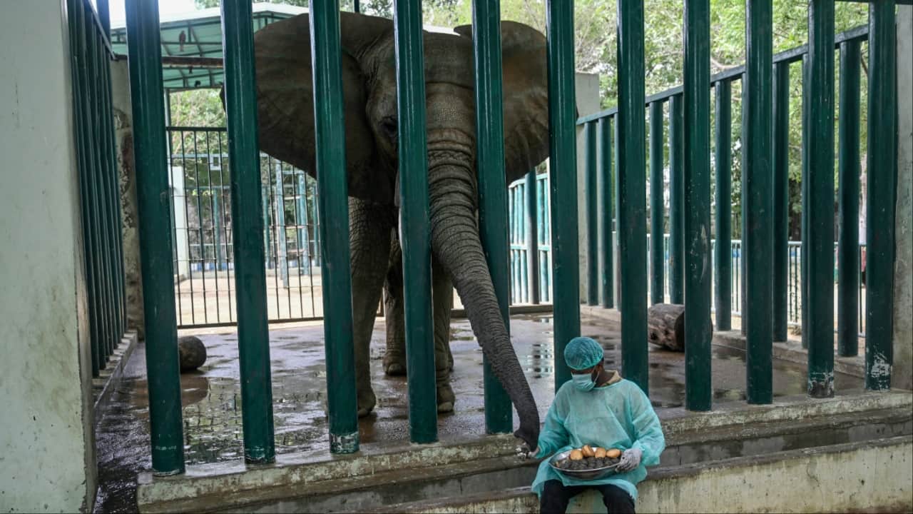 Ali Baloch, a mahout, feeding a medicated meal to Malika, an elephant who is diagnosed with tuberculosis, at the Safari Park in Karachi. (Image credit: AFP)