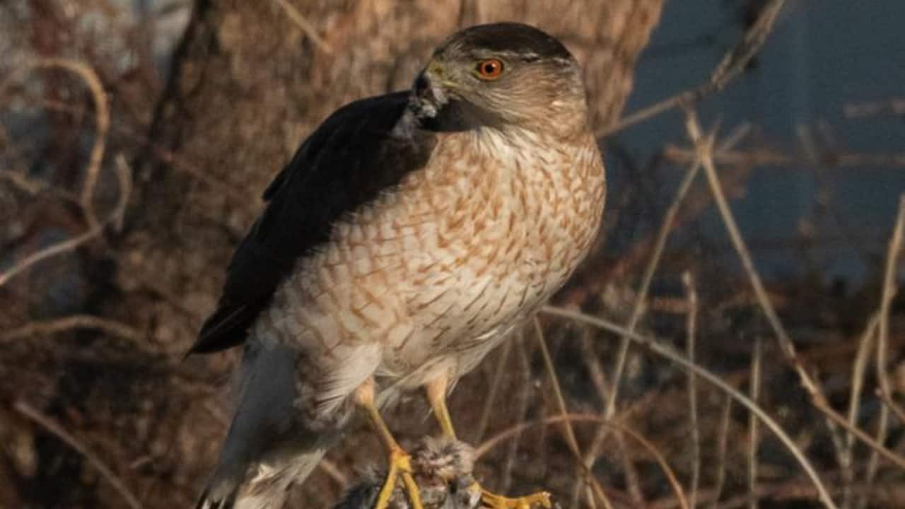 Street smarts: How a hawk learned to use traffic signals to hunt more successfully Street smarts: How a hawk learned to use traffic signals to hunt more successfully