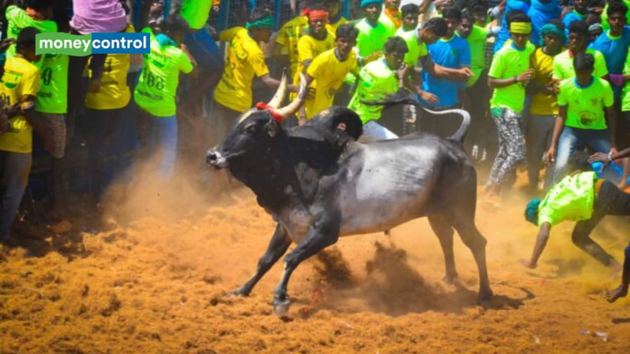 Thrilling Grand Jallikattu Festival at Sri Pidari Amman Temple, Pudukkottai Draws Huge Crowd