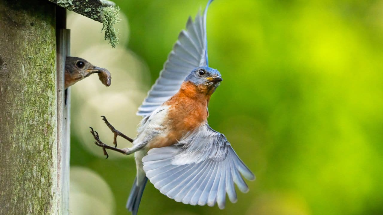 10 Beautiful Birds with Orange Chests and Bellies