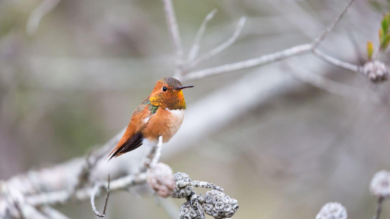 Allen's Hummingbird (Selasphorus sasin): This small hummingbird has a radiant orange throat and belly. It's quick, aggressive, and predominantly found along the California coast. (Image: Canva)
