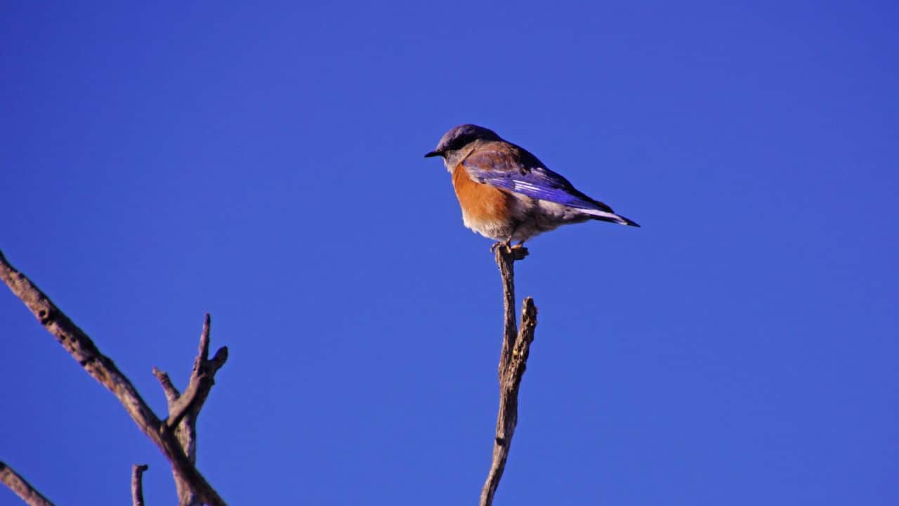 Western Bluebird (Sialia mexicana): Like its eastern relative, this bird features a bright orange chest and deep blue coloring, typical of western open woodlands. (Image: Canva)