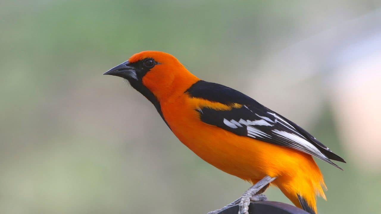Altamira Oriole (Icterus gularis): This western oriole boasts a flame-orange breast with black-and-white wings. Its sweet, musical whistle rings through parks and cottonwood groves. (Image: Canva)