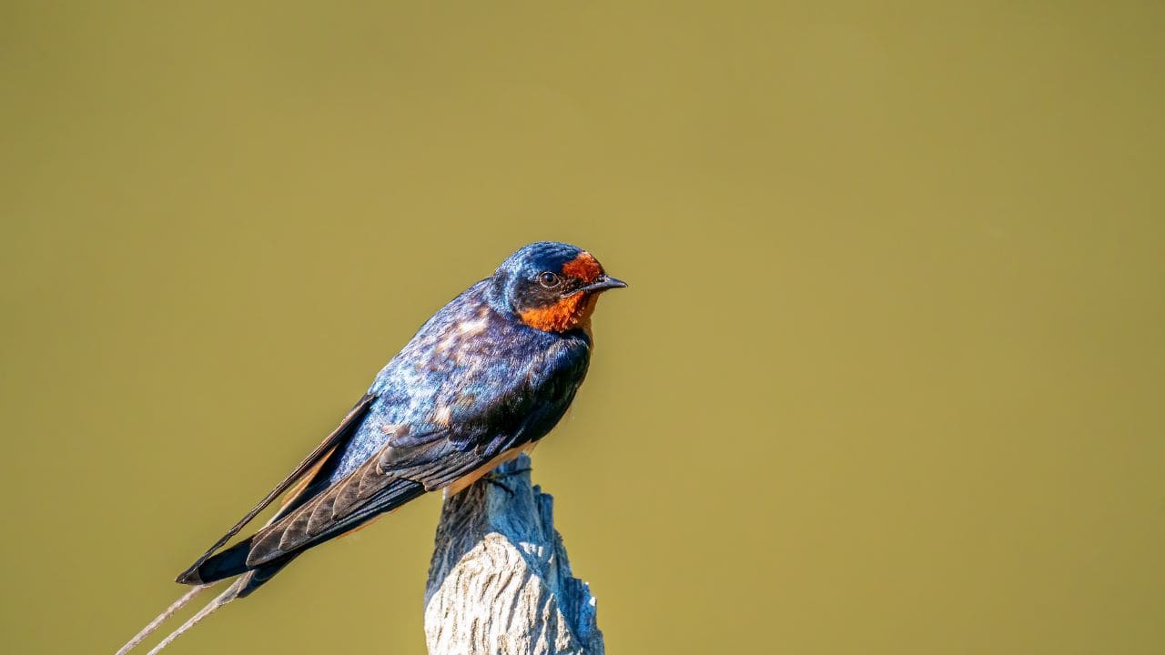 Barn Swallow (Hirundo rustica): This fast bird has a rusty-orange chest and a forked tail. It makes a nest under eaves and bridges all over the world. (Image: Canva)