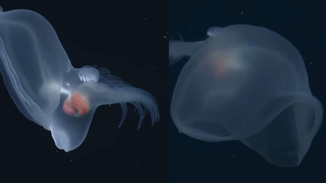 19-20 moss JELLYFISH　156cm 19-20 moss JELLYFISH 156cm ウィンタースポーツ