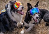 Meet Hercules and Ned, the dogs fending off wildlife at one of US' busiest airports
