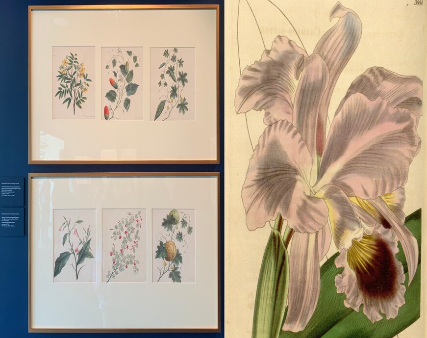 Indian plants in East India Company paintings, and a rare plant that fanned Europe's orchid-mania