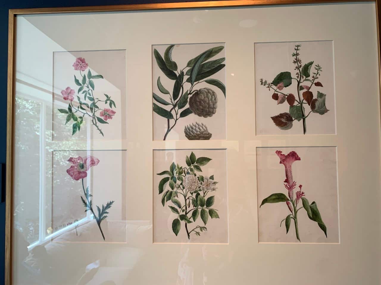 From the Louisa Parlby Album, folios depicting plants grown in gardens in and around Murshidabad, Bengal. These plants may have been new and exotic to Parlby, but they would have been familiar to the Indian artists commissioned to paint them in the style of European botanical illustrations.