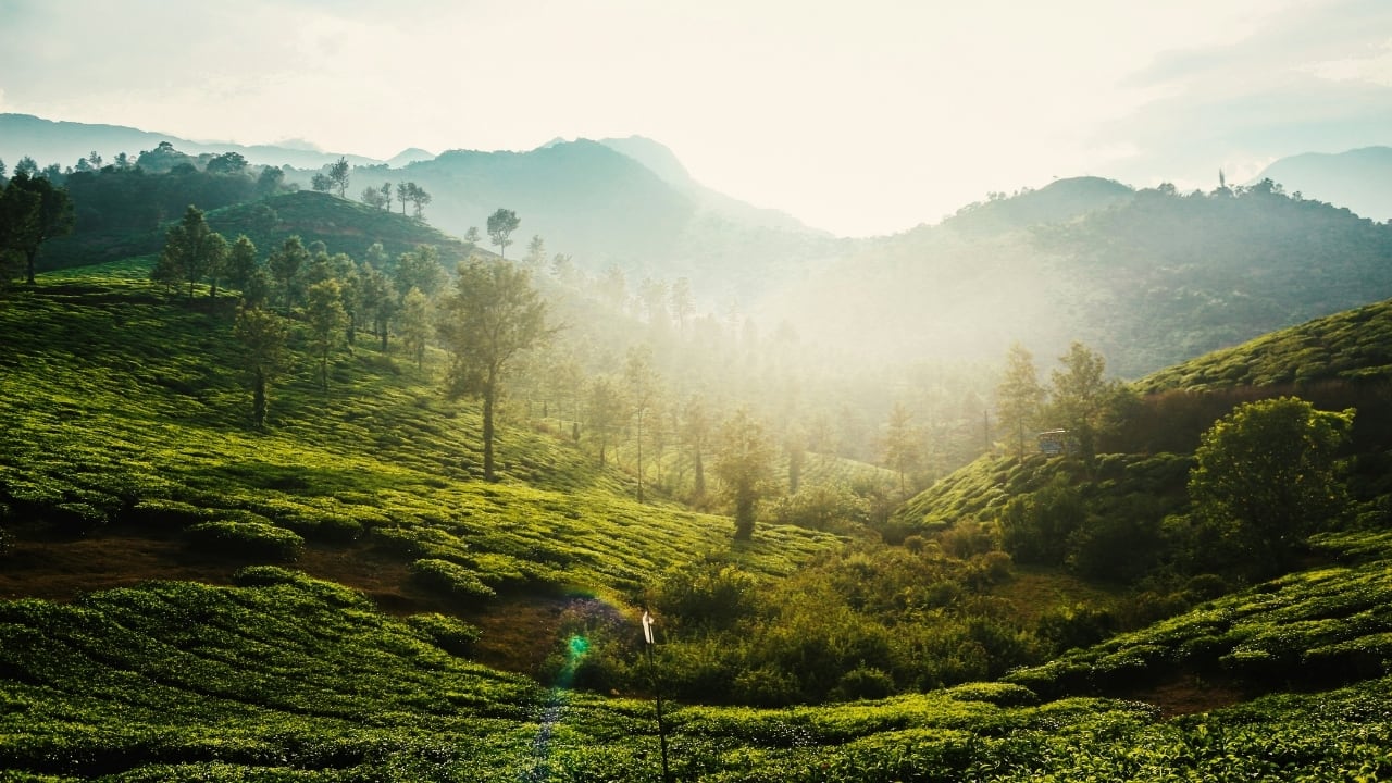 Wayanad, Kerala (Image: Canva)