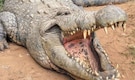 Meet Henry: The world's oldest living crocodile, who has fathered 10,000 babies Meet Henry: The world's oldest living crocodile, who has fathered 10,000 babies