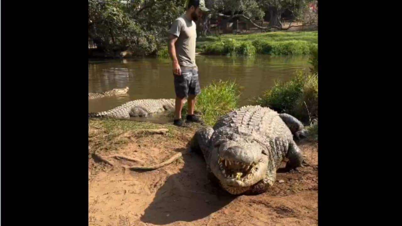 A Record-Breaking Father: In spite of his age, Henry has fathered more than 10,000 children. His active contribution to reproduction stunned conservationists and assisted in keeping the population of crocodiles at the centre thriving. (Image: @AMAZlNGNATURE/X) A Record-Breaking Father: In spite of his age, Henry has fathered more than 10,000 children. His active contribution to reproduction stunned conservationists and assisted in keeping the population of crocodiles at the centre thriving. (Image: @AMAZlNGNATURE/X)