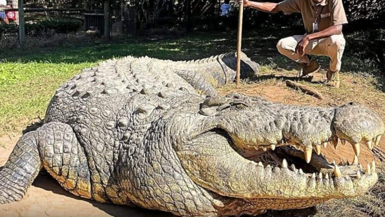 A Gentle Giant in Numbers: Henry is approximately 700 kilograms (1,540 pounds) and 5 metres (16.4 feet) long. He's one of the biggest crocodiles on the planet in captivity today and continues to astonish visitors. (Image: @pubity/X) A Gentle Giant in Numbers: Henry is approximately 700 kilograms (1,540 pounds) and 5 metres (16.4 feet) long. He's one of the biggest crocodiles on the planet in captivity today and continues to astonish visitors. (Image: @pubity/X)