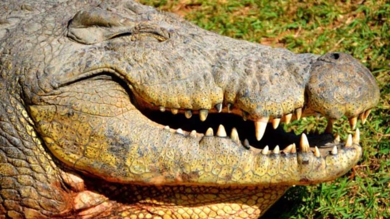 Why Crocodiles Live So Long: Biologists attribute the longevity of reptiles such as Henry to slower metabolisms. Their cold-bloodedness serves to save energy, which could slow down ageing and extend their lifespan. (Image: @VladLiliac/X) Why Crocodiles Live So Long: Biologists attribute the longevity of reptiles such as Henry to slower metabolisms. Their cold-bloodedness serves to save energy, which could slow down ageing and extend their lifespan. (Image: @VladLiliac/X)