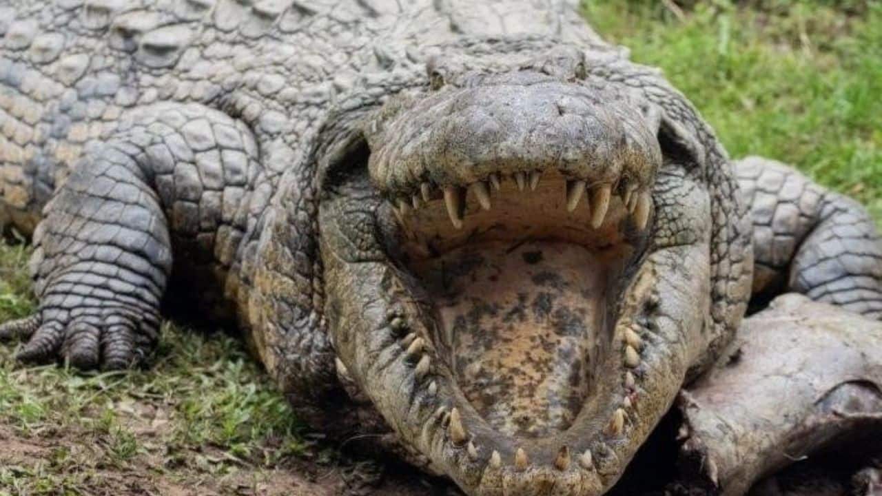 The Power of Crocodile Biology: Crocodiles are believed to possess robust immune systems and particular blood proteins that assist in combating infection. This could be one reason Henry has lived so long. (@Visceral9000/X) The Power of Crocodile Biology: Crocodiles are believed to possess robust immune systems and particular blood proteins that assist in combating infection. This could be one reason Henry has lived so long. (@Visceral9000/X)