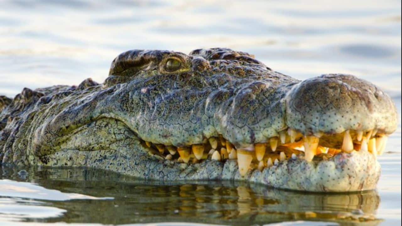 Captivity Adds Years: Safe surroundings contribute significantly towards the longevity of animals. In the absence of predators, disease, or competition, animals such as Henry can potentially live for decades. (@DrWildlife/X) Captivity Adds Years: Safe surroundings contribute significantly towards the longevity of animals. In the absence of predators, disease, or competition, animals such as Henry can potentially live for decades. (@DrWildlife/X)