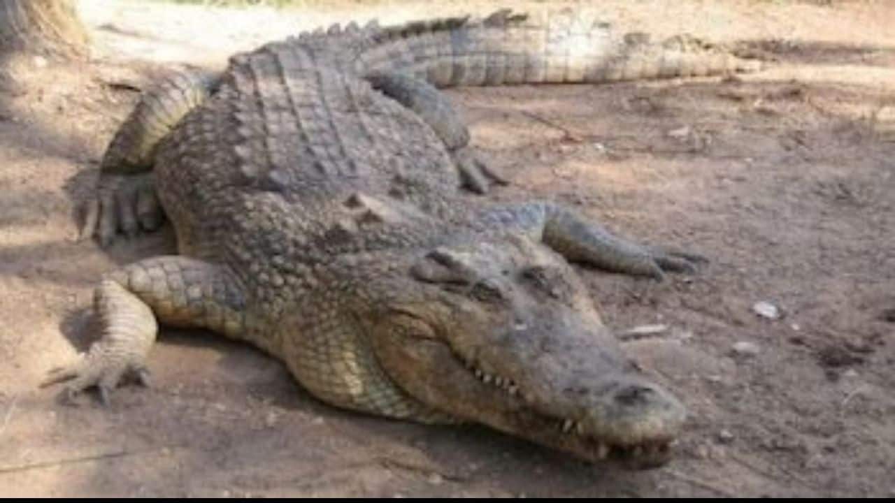 A Living Mystery for Science: Scientists still haven't fully figured out why crocodiles live so long. It is hard to study animals like Henry because they tend to live longer than scientists studying them. (@TomFulop/X) A Living Mystery for Science: Scientists still haven't fully figured out why crocodiles live so long. It is hard to study animals like Henry because they tend to live longer than scientists studying them. (@TomFulop/X)