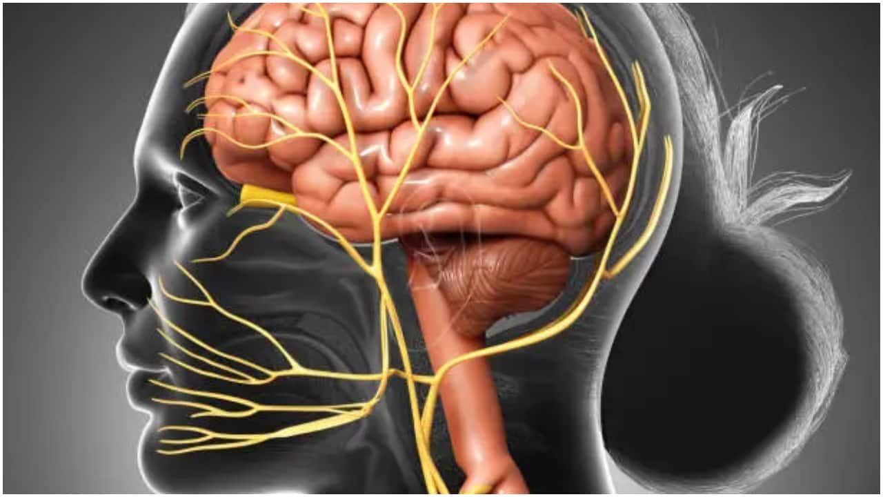 The secret to a longer life? Neurosurgeon says it starts with this one nerve