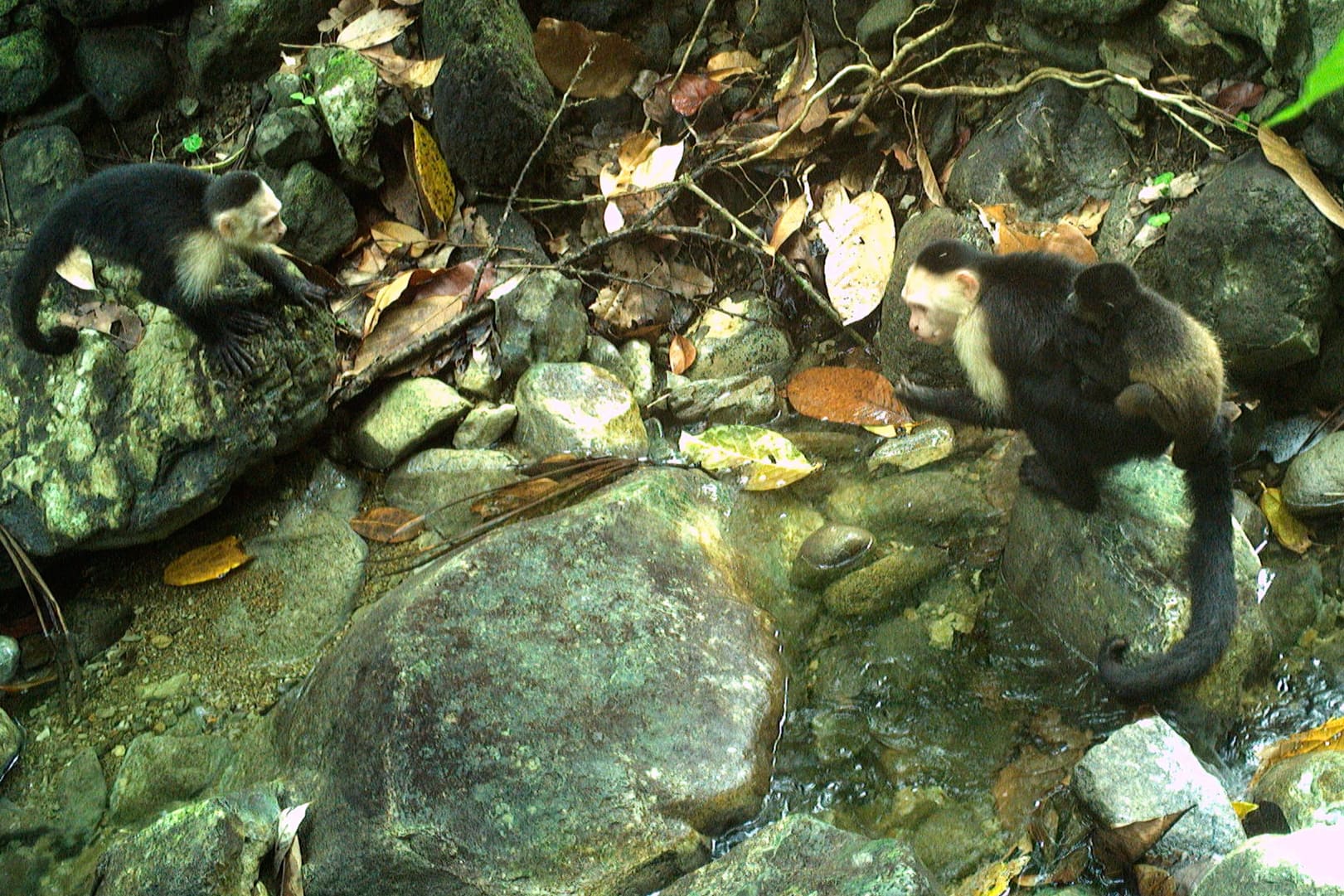 Capuchin monkeys caught on camera kidnapping howler monkey babies