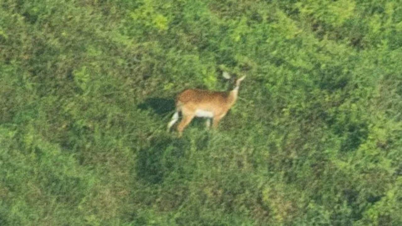 Vanishing ‘forgotten antelope’ photographed for first time in Congo